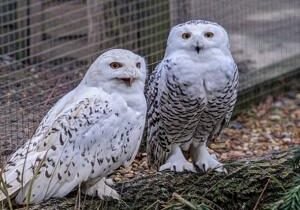 Love flies back into widowed snowy owl’s life