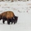 Chance to hunt bison on Blackfeet Reservation opens to all with lottery