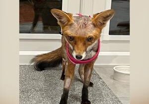 Vet performs world’s first fox brain surgery