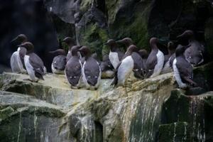 Single heat wave wiped out millions of Alaska’s dominant seabird