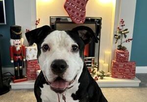 Dog abandoned in cold finally finds new home for Christmas