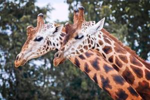 Research shows giraffes struggle to traverse steep terrain