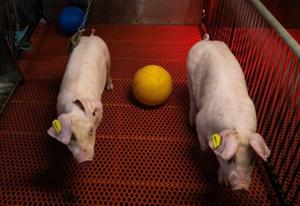 A US farm breeds pigs for human kidney transplants