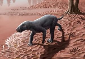 Fossil of oldest known animal with ‘saber teeth’ found in Spain