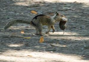 Bloodthirsty squirrels who hunt and kill spotted for first time