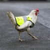 Rescue chicken gets special vest to help it cross the road