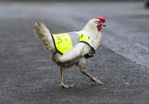 Rescue chicken gets special vest to help it cross the road