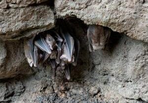 Migrating bats rely on storm winds to conserve energy