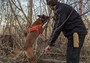 Dogs Can Help Detect, Remove Spotted Lantern Flies