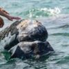 ‘Phenomena Tourism’ Draws Travelers to Mexico for Renowned Whale Watching