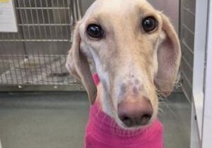 Rescuers save scary thin dog abandoned on New Year’s Day