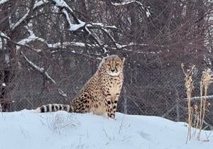 Wild animals enjoy playing in the snow at zoo