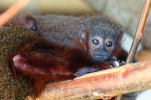 Zoo celebrates birth of adorable coppery titi monkey