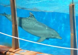 Charity calls for ‘tank-free’ future for marine animals in captivity