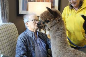 Alpacas spread joy to senior residents at care home