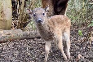 Extremely rare Philippine spotted deer fawn born at zoo