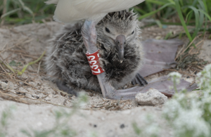 World’s oldest bird has chick at 74