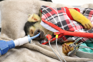 Watch this zoo’s smallest primates take a trip to the dentist