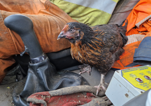 Stowaway chicken survives fast ride across town in back of truck